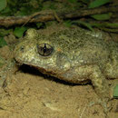 Vroedmeesterpad (Alytes obstetricans)
