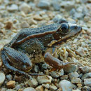 Iberian Water Frog (Pelophylax perezi) © Sjoerd van Bemmel