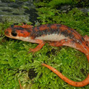 Fazilae's Salamander (Lyciasalamandra fazilae) 