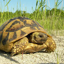 Griekse landschildpad (Testudo hermanni) 
