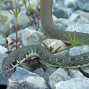 Slanke toornslang (Platyceps najadum dahli)
