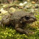 Vroedmeesterpad (Alytes obstetricans)