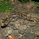Wandering Salamander (Aneides vagrans)