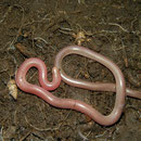 Worm Snake (Typhlops vermicularis)