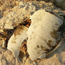 Schild van onechte karetschildpad (Caretta caretta). 