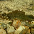 Macedonian crested newt (Triturus macedonicus)