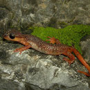 Irfan's Salamanders (Lyciasalamandra irfani) male