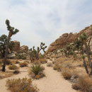 Yoshua Tree NP