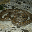 Transcaucasian Ratsnake (Zamenis hohenackeri)