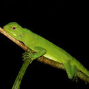 Amazon forest dragon (Enyalioides laticeps)