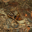 Jerusalem Cricket (Stenopelmatus fuscus)