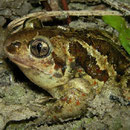 Knoflookpad (Pelobates fuscus)
