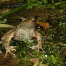 Italian Stream Frog (Rana italica)