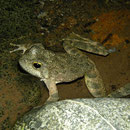 Foothill Yellow-legged Frog (Rana boylii) 
