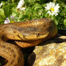 Algerian False Smooth Snake (Macroprotodon cucullatus) 