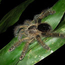 Avicularia spec.