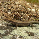 Galan's berghagedis (Iberolacerta galani) juveniel