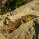 Snake-eyed Lizard (Ophisops elegans) basking in the late afternoon sun