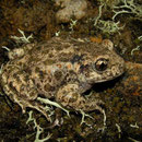 Vroedmeesterpad (Alytes obstetricans)