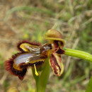 Orchidee (Ophrys spec.)