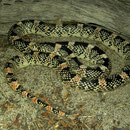 Long-nosed Snake (Rhinocheilus lecontei)