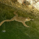Yellow-bellied Toad (Bombina variegata scabra)