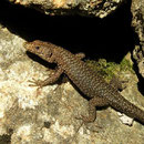 Tyrrheense berhagedis (Archaeolacerta bedriagae)