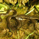 Sierra Gartersnake (Thamnophis couchii) 