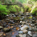 Streambed habitat of many amphibian species.