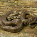 Russische rattenslang (Elaphe schrenckii) adult