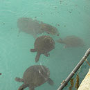 African Sofshell Turtles (Trionyx triunguis)
