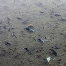 Texas cichlids (Herichthys cyanoguttatus)
