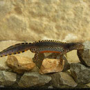 Alpenwatersalamander (Ichthyosaura alpestris cyreni) mannetje