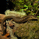 Southern Alligator Lizard (Elgaria multicarinata) basking in the last rays of sunlight.