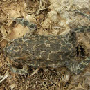Groene pad (Bufo viridis)