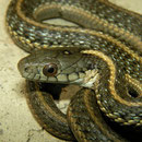 Aquatic Gartersnake (Thamnophis atratus)