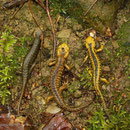 Vuursalamander (Salamandra salamandra alfredschmidti) variatie