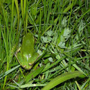 Tree frog (Hyla arborea)