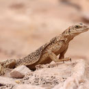 Chuckwalla (Sauromales ater)