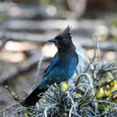 Steller's jay (Cyanocitta stelleri)