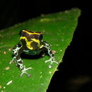 Ranitomeya variabilis