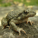 Vroedmeesterpad (Alytes obstetricans)