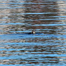 Sea Otter (Enhydra lutris) with prey