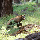American Black Bear (Ursus americanus) 