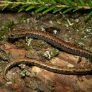 California Slender Salamander (Batrachoseps attenuatus) 