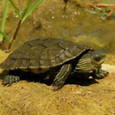 Balkanbeekschildpad (Mauremys rivulata)