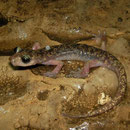 Geurende grottensalamander (Speleomantes imperialis)