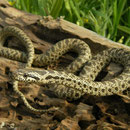 Blotched Snake (Elaphe sauromates)