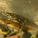 Smooth Newts (Lissotriton vulgaris graecus)