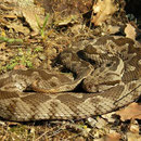 Ottomaanse adder (Montivipera xanthina)